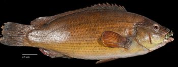 Media type: image;   Ichthyology 29358 Aspect: lateral